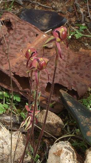 Caladenia roei - Orchid-ant--Sep-2018p0003.JPG